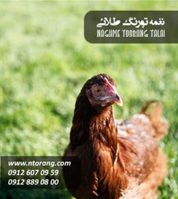 نيمچه مرغ بومی ٦٠ روزه